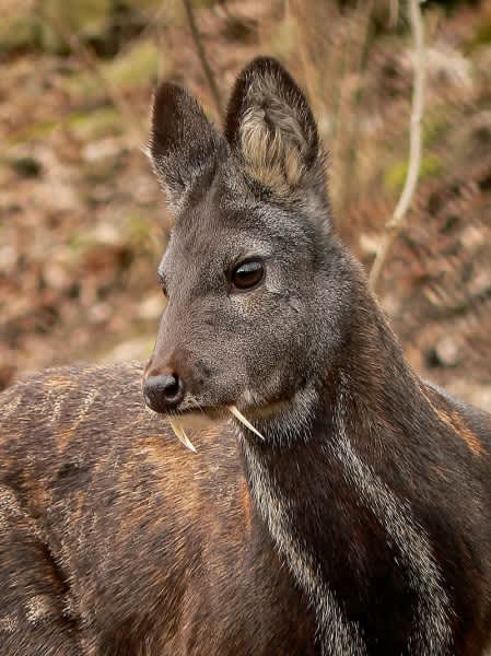 Fanged Deer Spotted in Afghanistan for the First Time in 60 Years