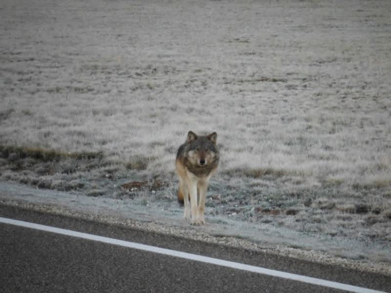 Photo: This Might Be the First Gray Wolf to Reach the Grand Canyon in 70 Years