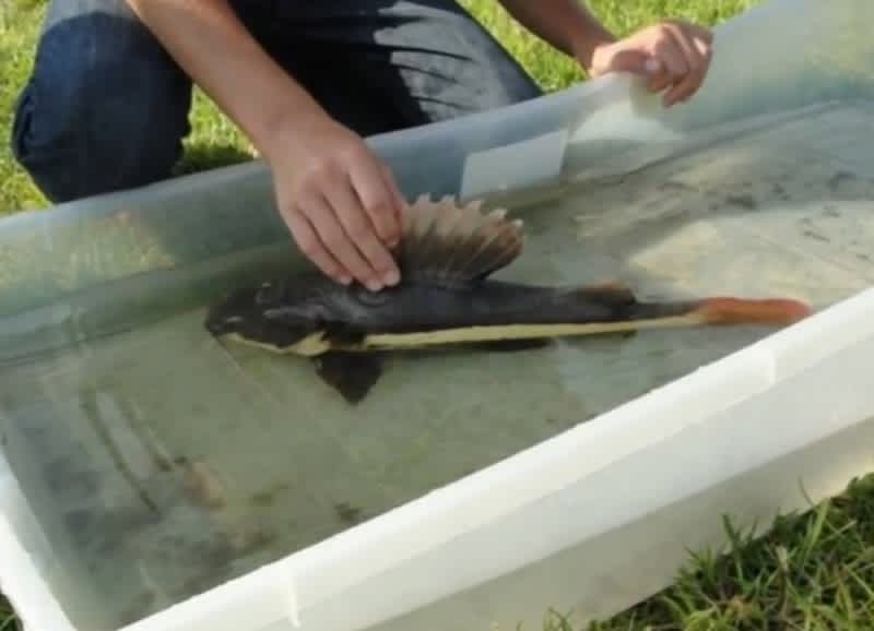 Florida 12-year-olds Reel in Invasive Amazonian Catfish