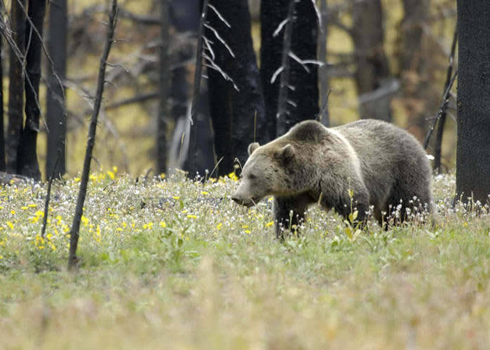 How Closely Are Grizzlies Following Hunters? Study Aims to Find Out