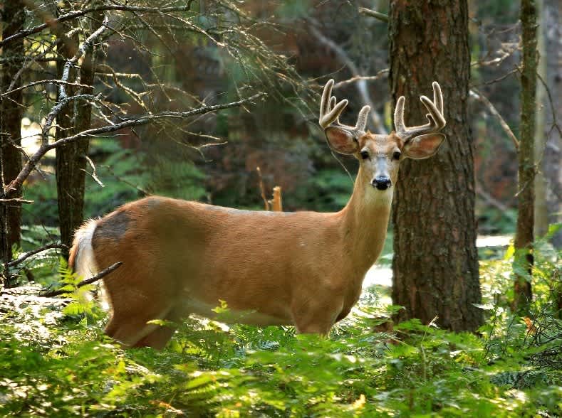 Hunters Have Deer Stolen Right off Their Lawn, Thief Caught by Deputies
