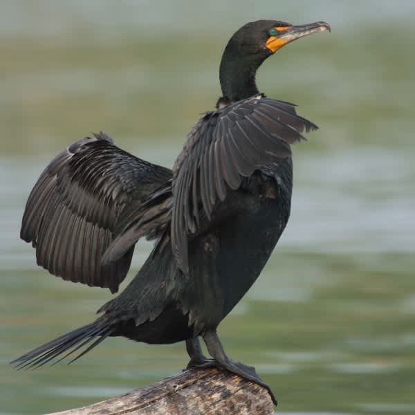 Killing Birds to Save Salmon: Officials Propose Culling Largest Cormorant Colony in America