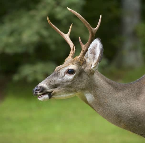What You Didn’t Know About a Deer’s Sense of Smell