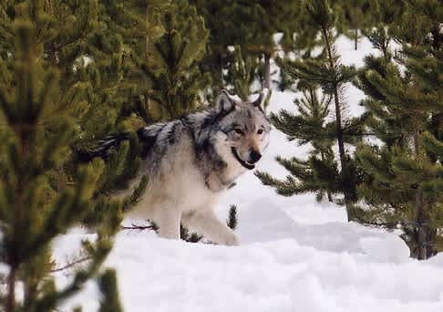 Michigan Wolf Hunt Proposals Fail, Impact on Future Seasons Unclear