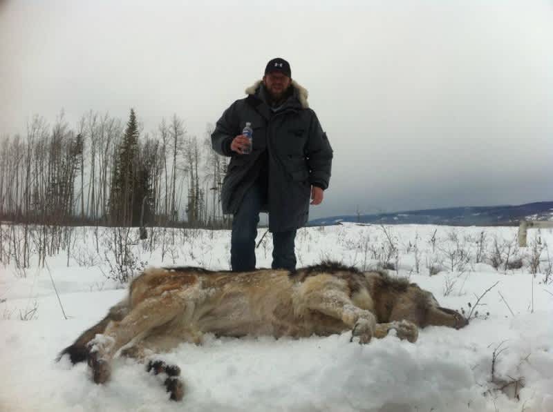 Photos: Where Was This Massive Wolf Taken?