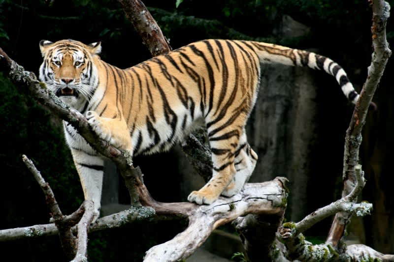 Tiger On the Loose in Forest Near Disneyland Paris, Wolf Hunters to Track It Down