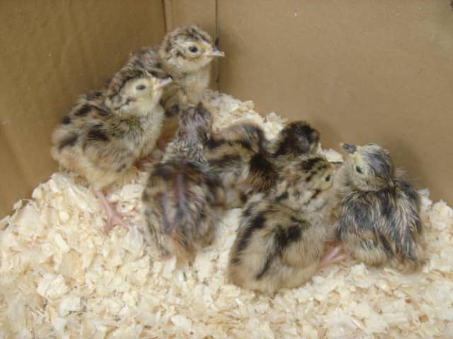 Utah Residents “Foster” Pheasant Chicks to Protect Hunt