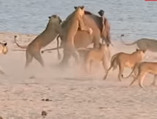 Video: Baby Elephant Shrugs Off 14 Attacking Lions