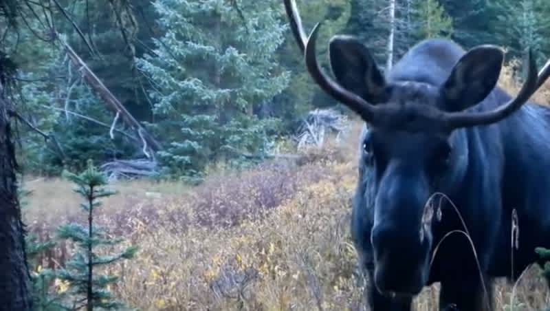 Video: Bowhunters Have Close Encounter of the Bull Moose Kind