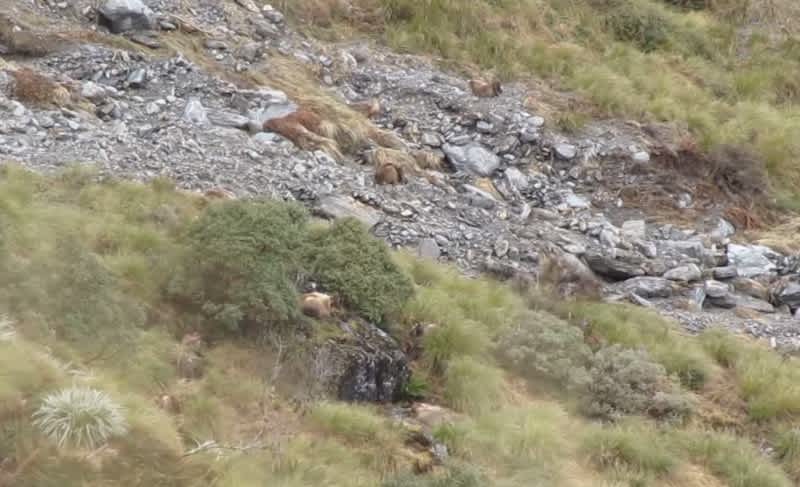 Video: How Many Tahr Can You Spot in This Clip?