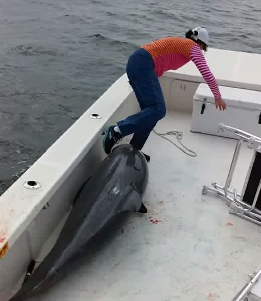 Video: Dolphin Jumps onto Anglers’ Boat