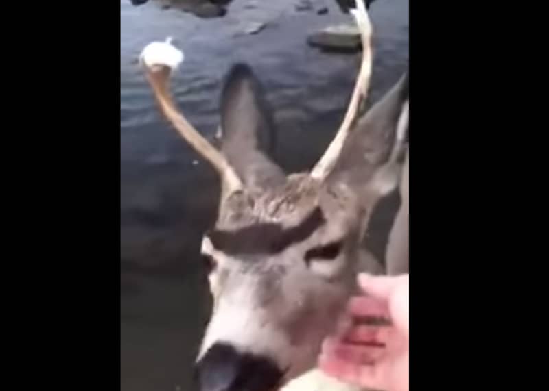 Video: Friendly Deer Gives Camper a Donut