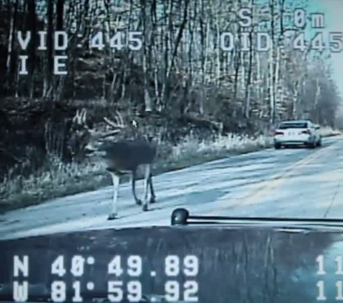Video: Police Dash Cam Shows Buck Wandering Down Ohio Road