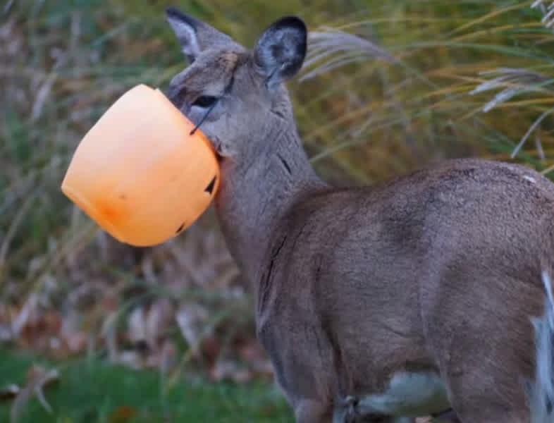 Video: Deer Gets Mouth Stuck in Plastic Pumpkin