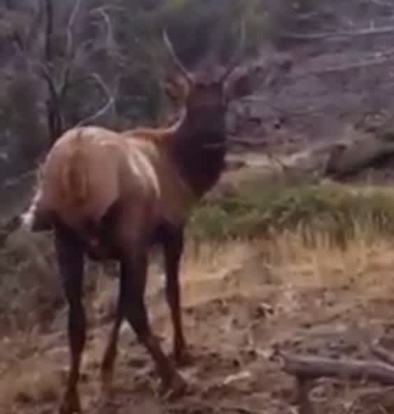 Video: Spike Elk Nearly Walks Right into Man Filming It