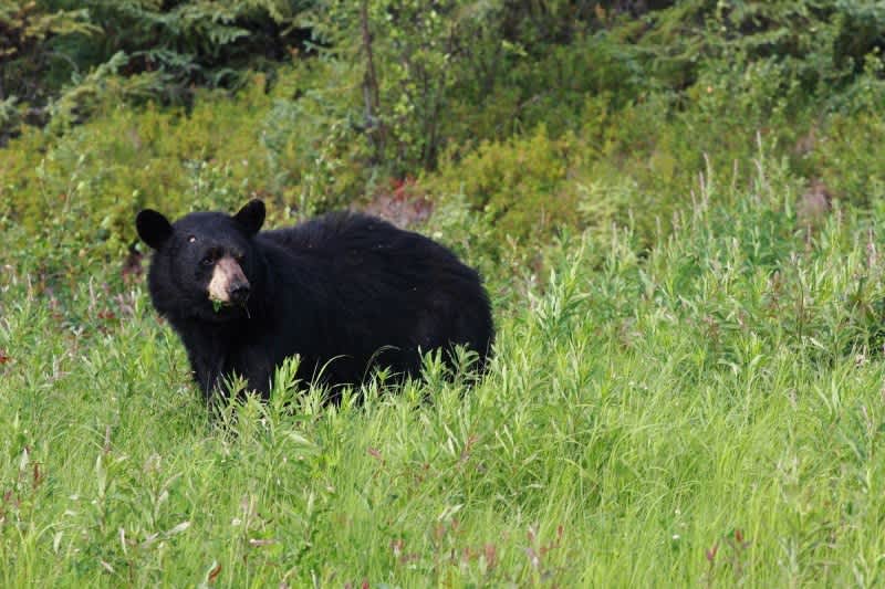 “A Win for Science over Emotion”: Bear Hunters Victorious on Maine Ballot