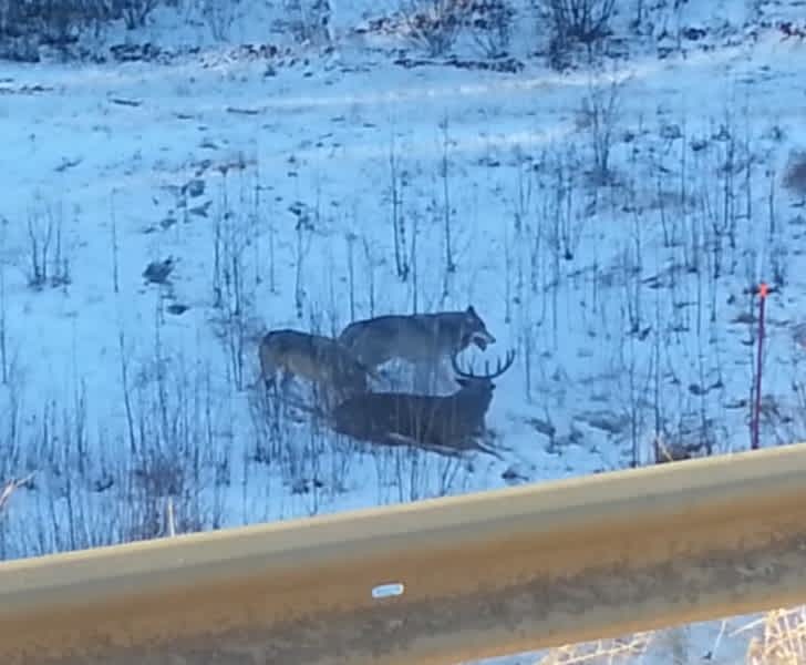 Video: Wolves Attack Deer in Alberta