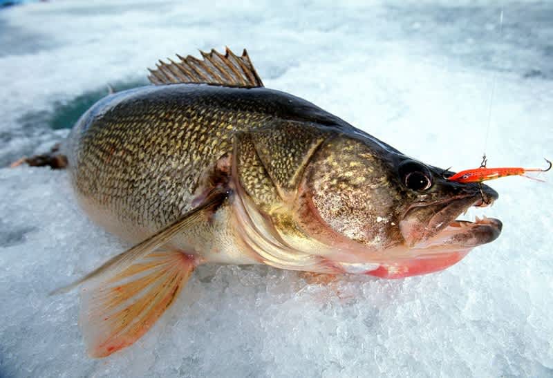 4 Legendary Ice Fishing Baits That Have Stood the Test of Time