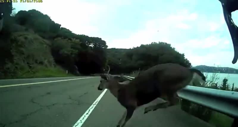 Video: Bike Rider “Attacked” by Jumping Deer