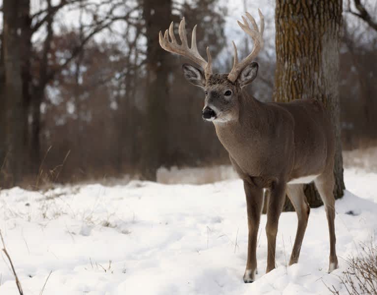 How to Bowhunt Last Minute Bucks