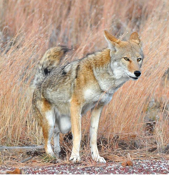 California Bans Coyote Hunting Contests