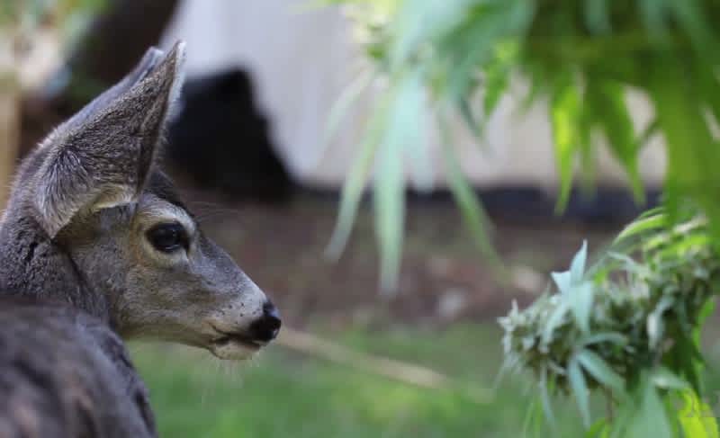 Can Deer Get High on Raw Marijuana?