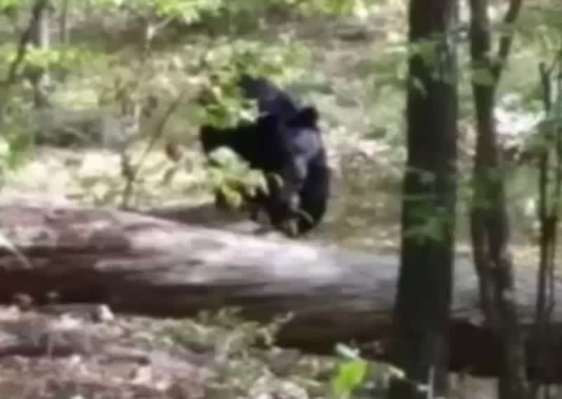 Hiker Snapped Photos of the 300-pound Bear That Killed Him
