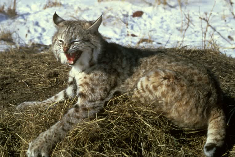 Illinois May Reopen Bobcat Hunting after 40-year Ban