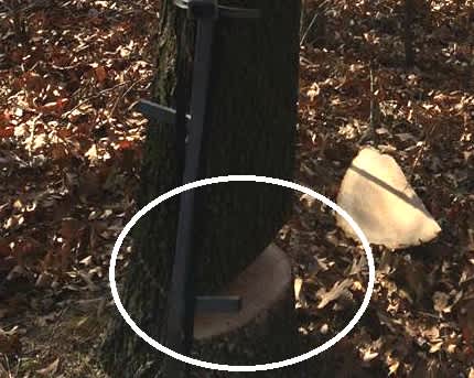 Treestand Terror: Indiana Officials Investigate Anti-hunting Sabotage