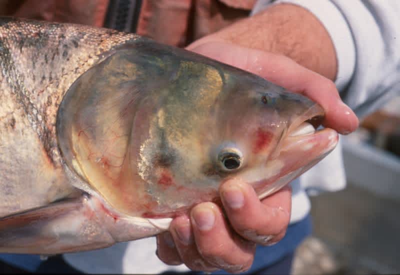 Lawmakers Introduce Bipartisan Act to Protect the Great Lakes from Asian Carp