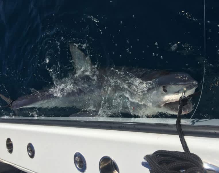 Louisiana Angler Reels in Massive 580-pound Mako Shark