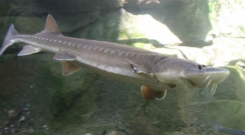 Study: Sturgeon Produce “Sonic Thunder” to Aid Reproduction