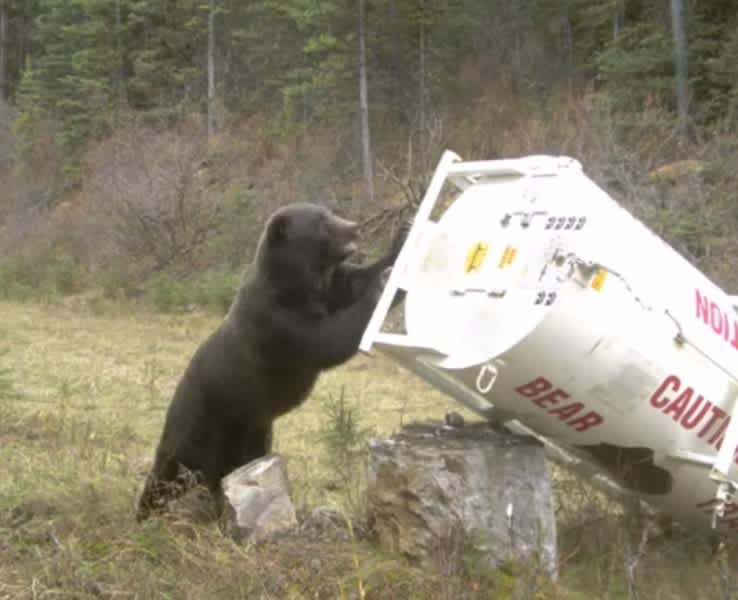 Video: Ever Wonder How Strong Bears Are?