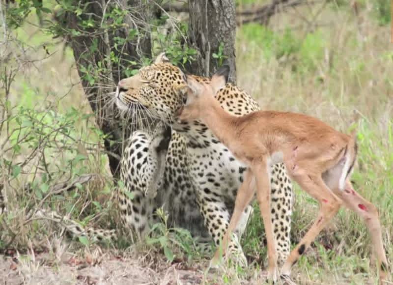 Video: Leopard Befriends Young Impala
