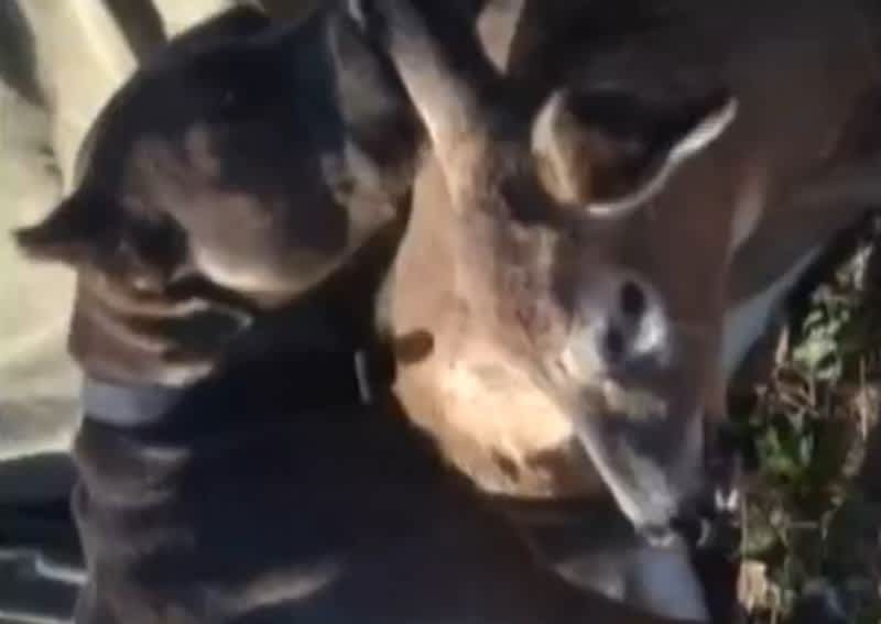 Video: Pitbull Makes Friends with Injured Deer