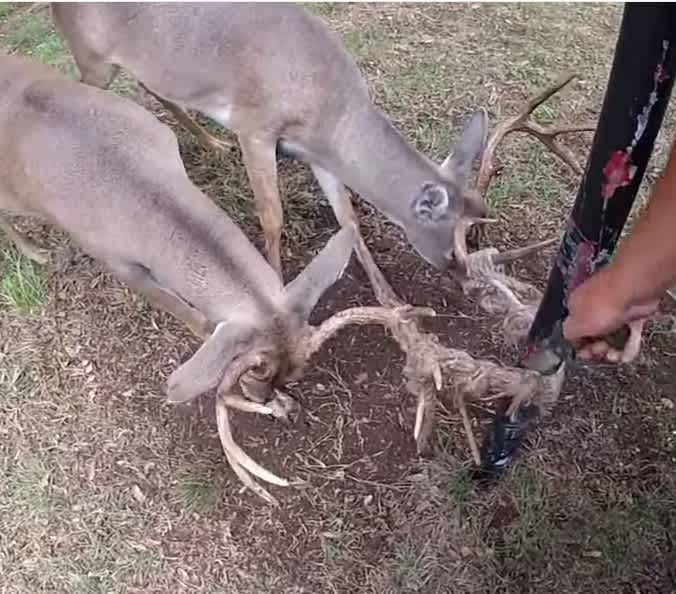Video: Texas Game Warden Frees Trapped Bucks