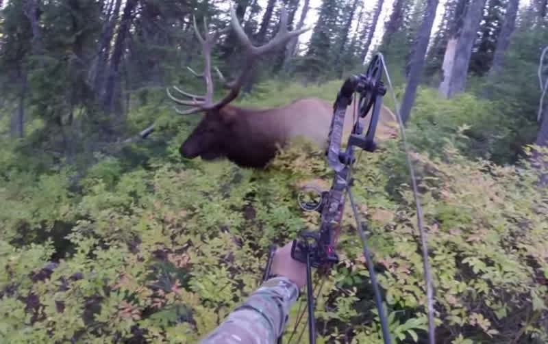 Video: The 1-yard Elk Shot