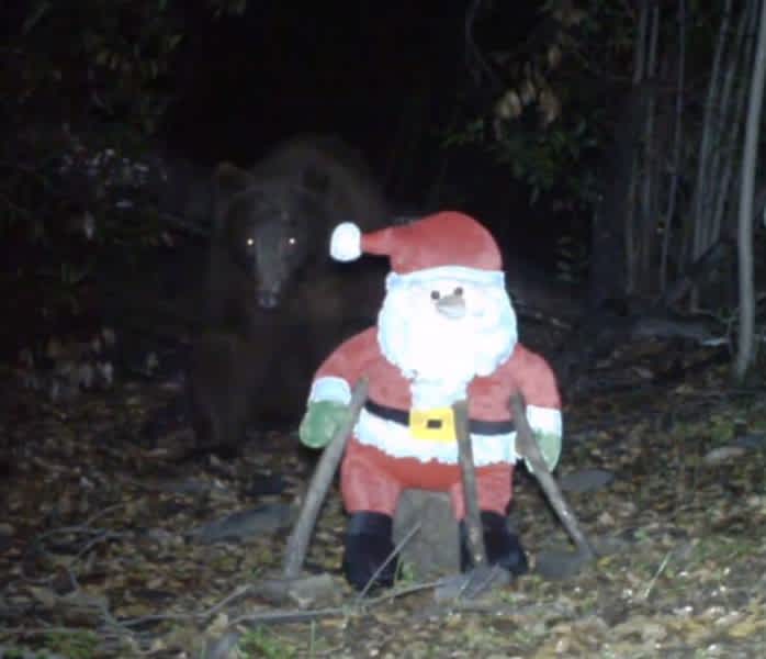 Video: Trail Cam Catches Bear Knocking Out Santa