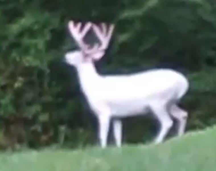 Video: White Buck with White Velvet Spotted in Tennessee