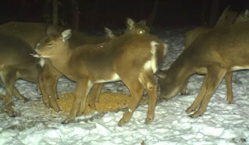 Should You Feed Deer in the Winter?