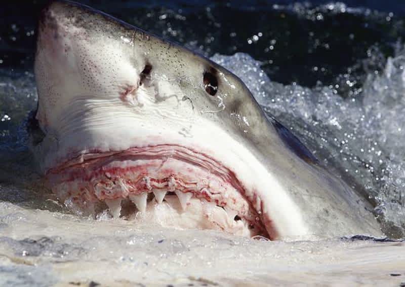 16-foot, 3,700-pound Great White Shark Terrorizes Australian Beach