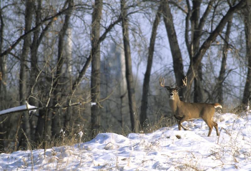 6 Things You Can Do This Winter to Help You Shoot a Big Buck Next Fall