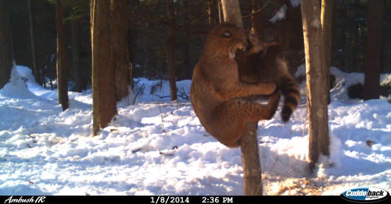 7 Trail Cam Photos That Prove Nature is Truly Unforgiving