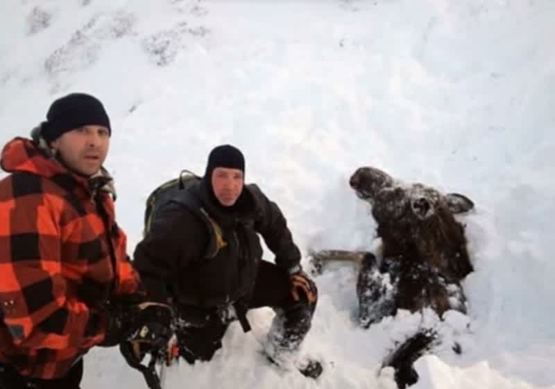 Alaskan Snowmobilers Rescue Moose Trapped by Avalanche