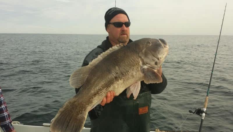 Angler in Maryland Catches Potential World Record Tautog