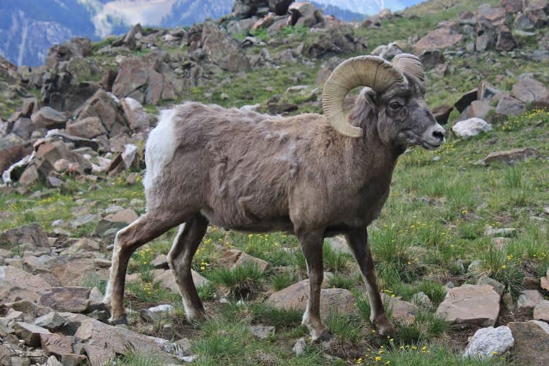 Bighorn Sheep Tag Sells at Auction for $100,000