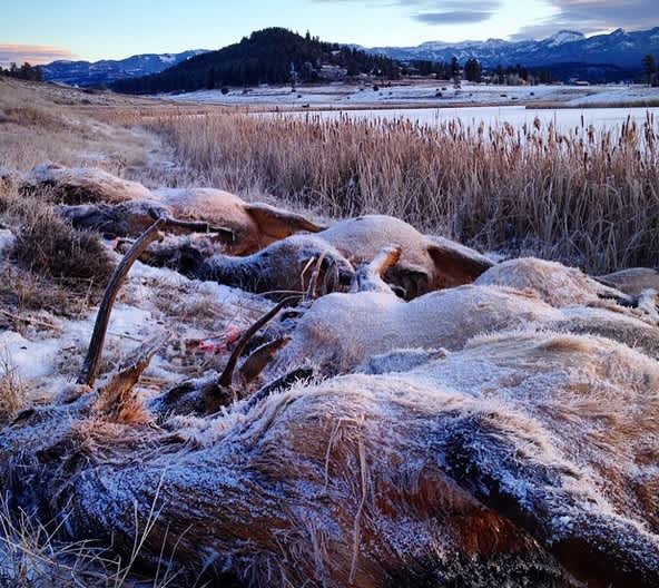 Photo: Colorado Woman Comes Across Frozen Elk Herd