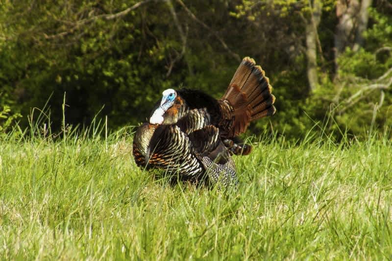 Federal Premium Listened to Turkey Hunters and the Result is 3rd Degree