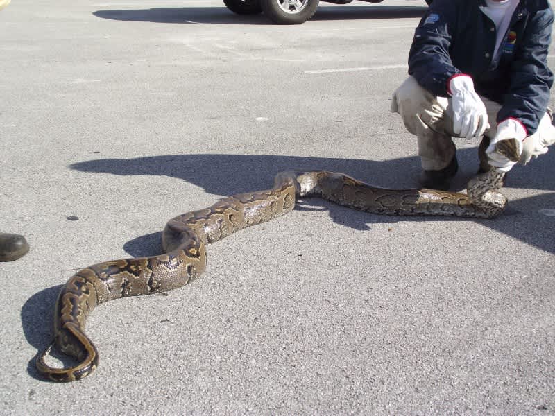 Florida Officials to Hunt Down Northern African Pythons