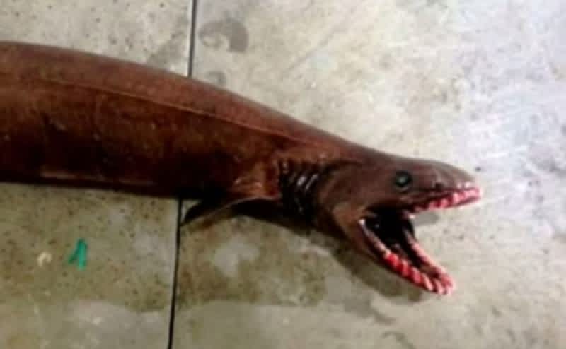 “Living Fossil” Shark Captured in Australia